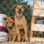 two dogs sitting on a fence