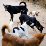 black and white short coated dogs