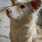 a close up of a dog on a tile floor